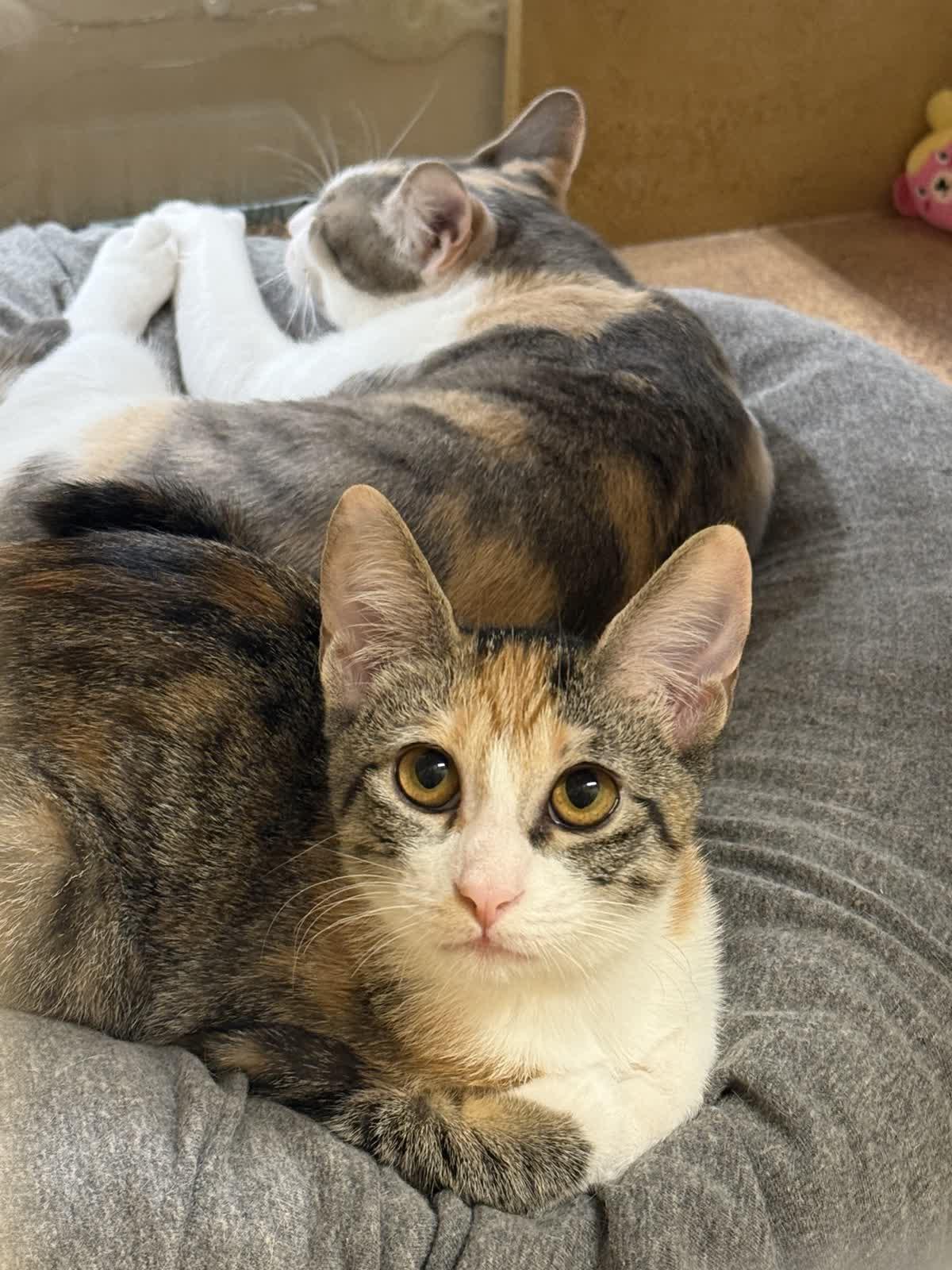 Lavigne (bonded to Avril), a ADOPTABLE Domestic Short Hair in Austin, TX image 6/6