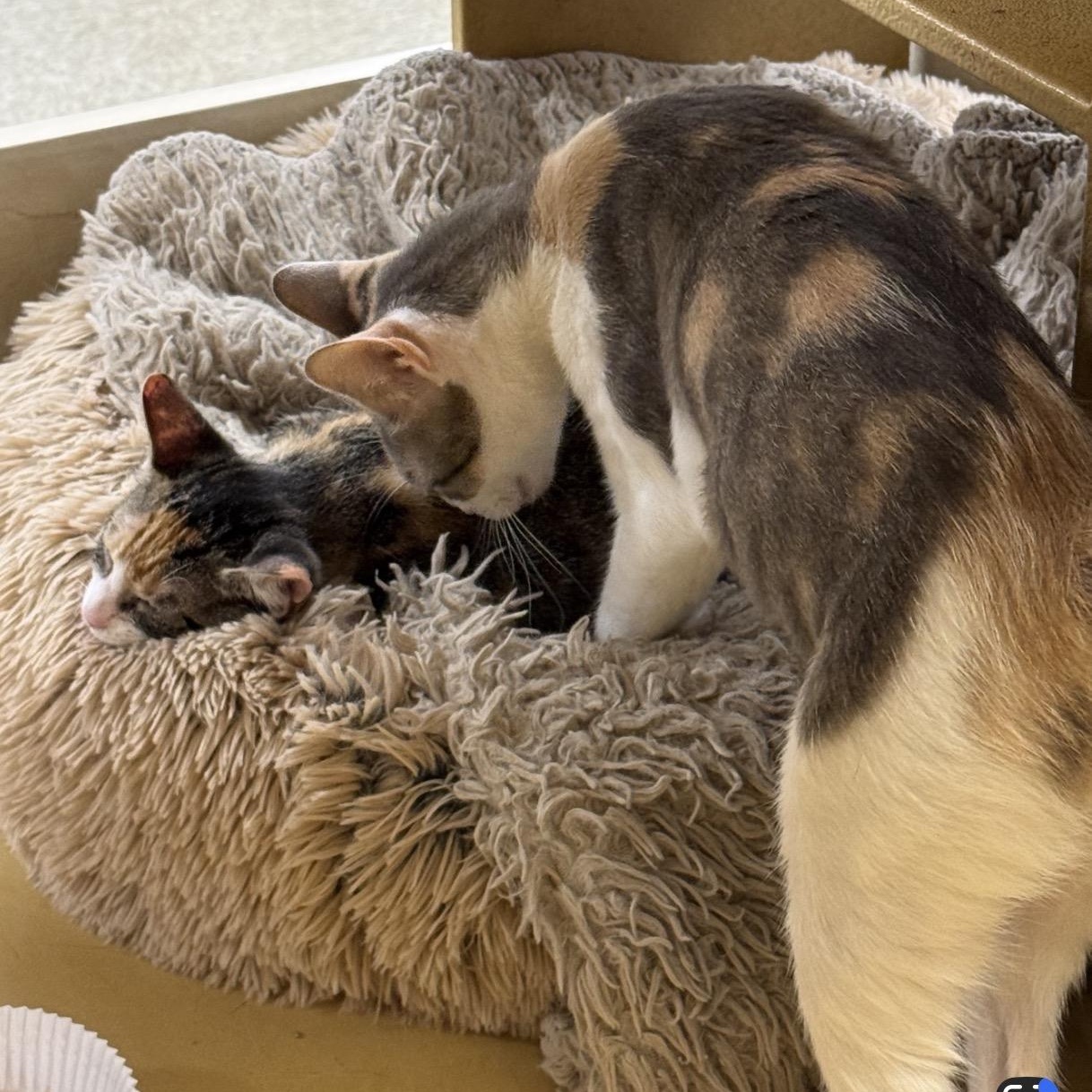 Lavigne (bonded to Avril), a ADOPTABLE Domestic Short Hair in Austin, TX image 5/6