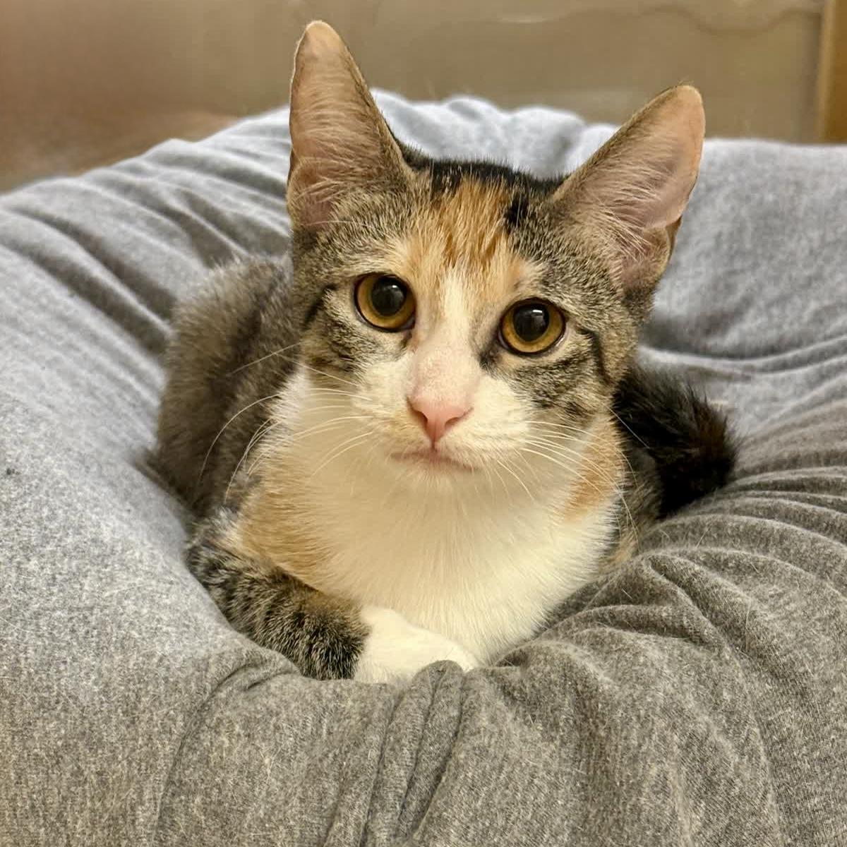 Lavigne (bonded to Avril), a ADOPTABLE Domestic Short Hair in Austin, TX image 2/6