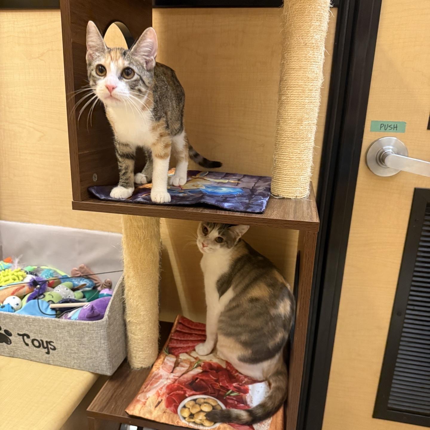 Lavigne (bonded to Avril), a ADOPTABLE Domestic Short Hair in Austin, TX image 3/6