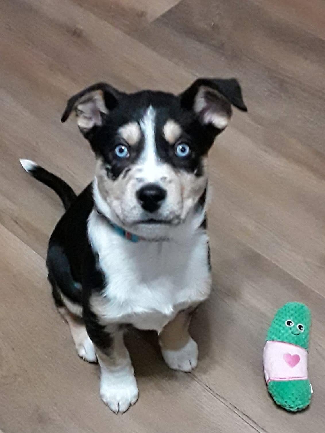 Gus, a ADOPTABLE mixed breed in Sugar Grove, IL image 2/2