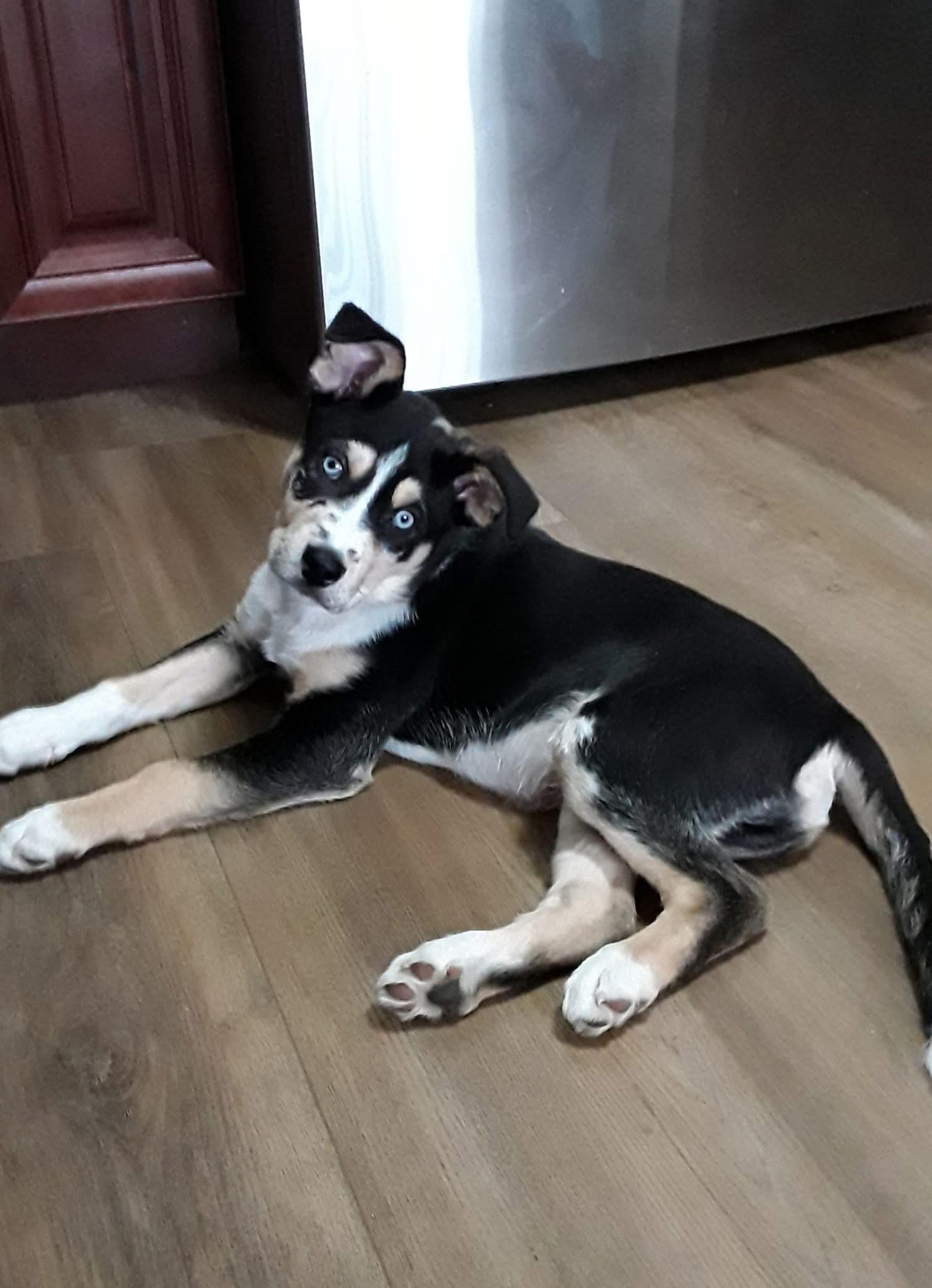 Gus, ADOPTABLE, Puppy Male Husky.