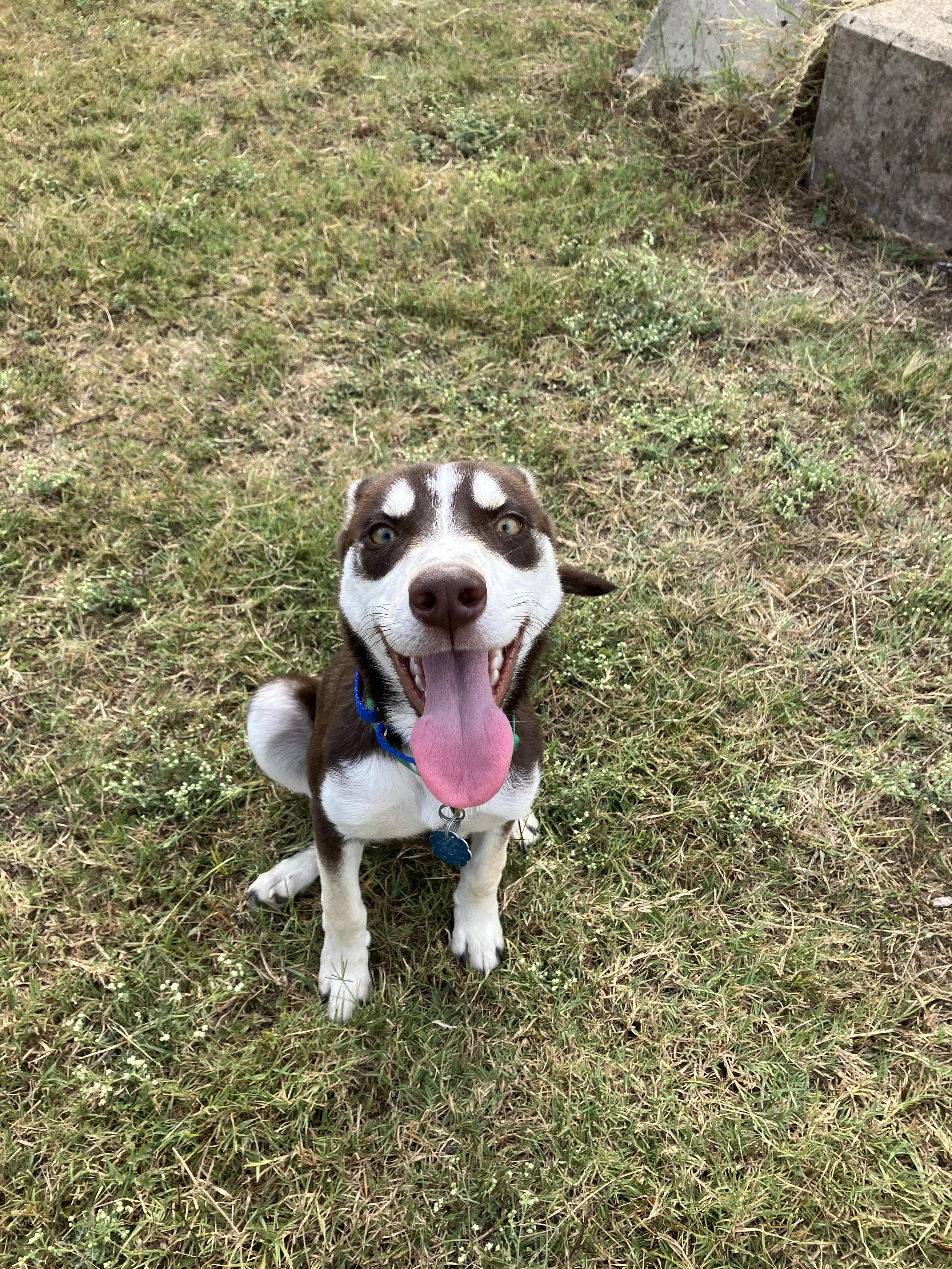 MAGGIE-Magnificent Husky Mix