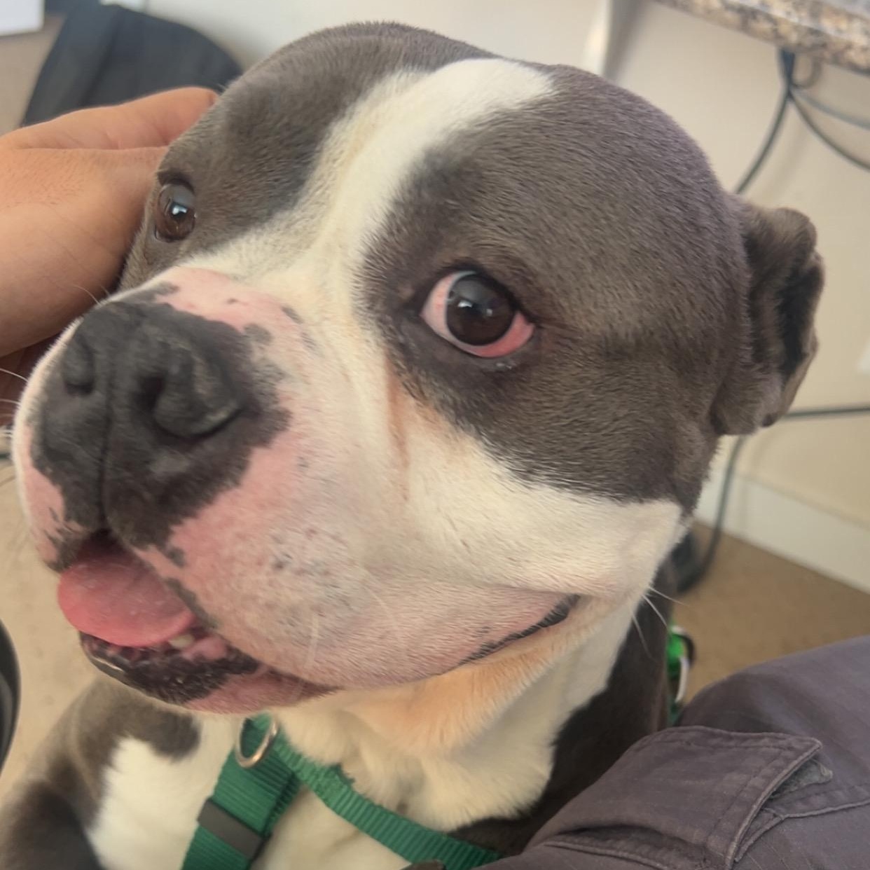 Enlarge Drizzy, a ADOPTABLE Pit Bull Terrier in Peotone, IL image 3/6