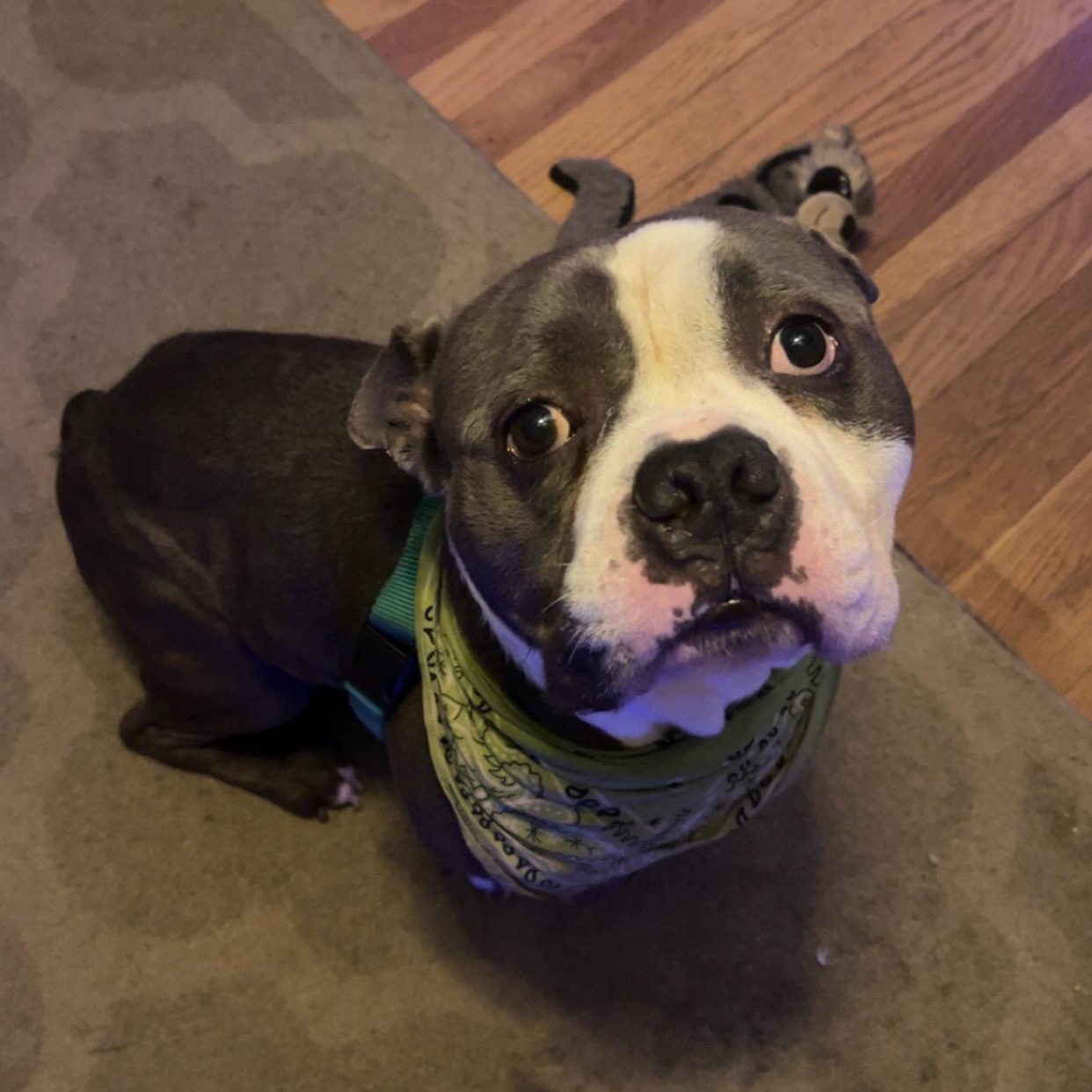 Enlarge Drizzy, a ADOPTABLE Pit Bull Terrier in Peotone, IL image 1/6