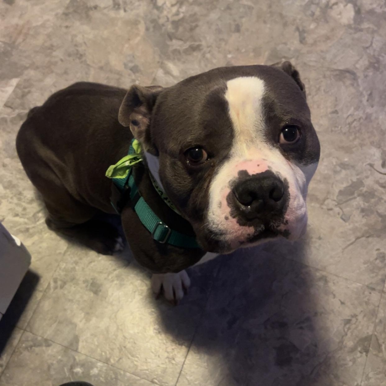 Enlarge Drizzy, a ADOPTABLE Pit Bull Terrier in Peotone, IL image 5/6