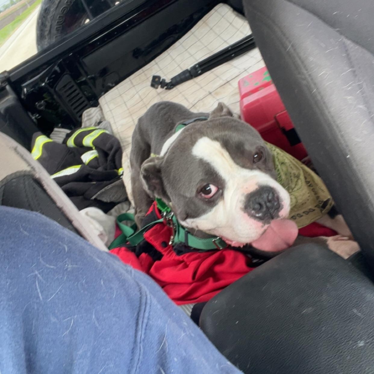 Enlarge Drizzy, a ADOPTABLE Pit Bull Terrier in Peotone, IL image 6/6