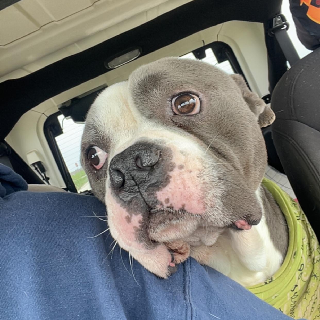 Enlarge Drizzy, a ADOPTABLE Pit Bull Terrier in Peotone, IL image 2/6