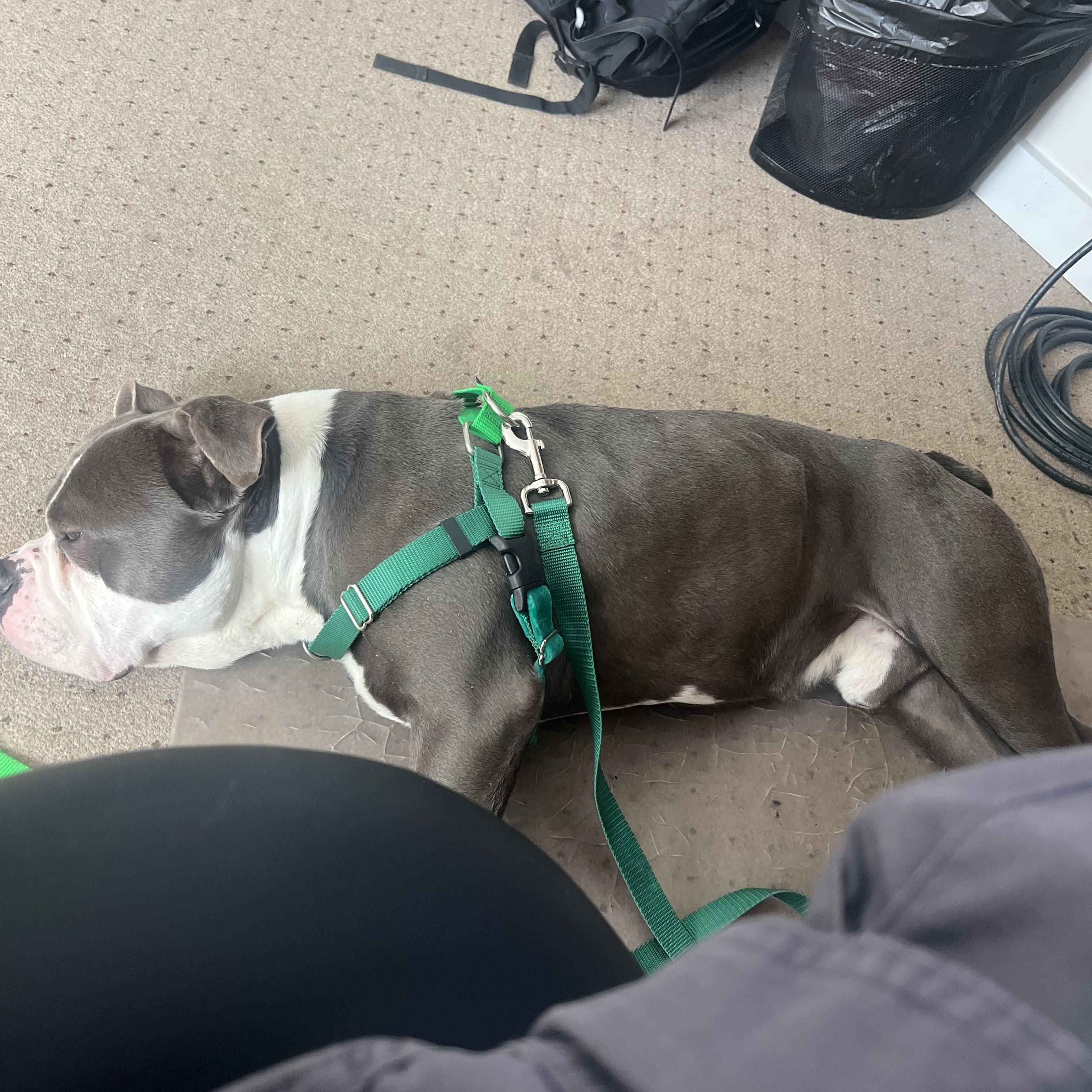 Enlarge Drizzy, a ADOPTABLE Pit Bull Terrier in Peotone, IL image 4/6