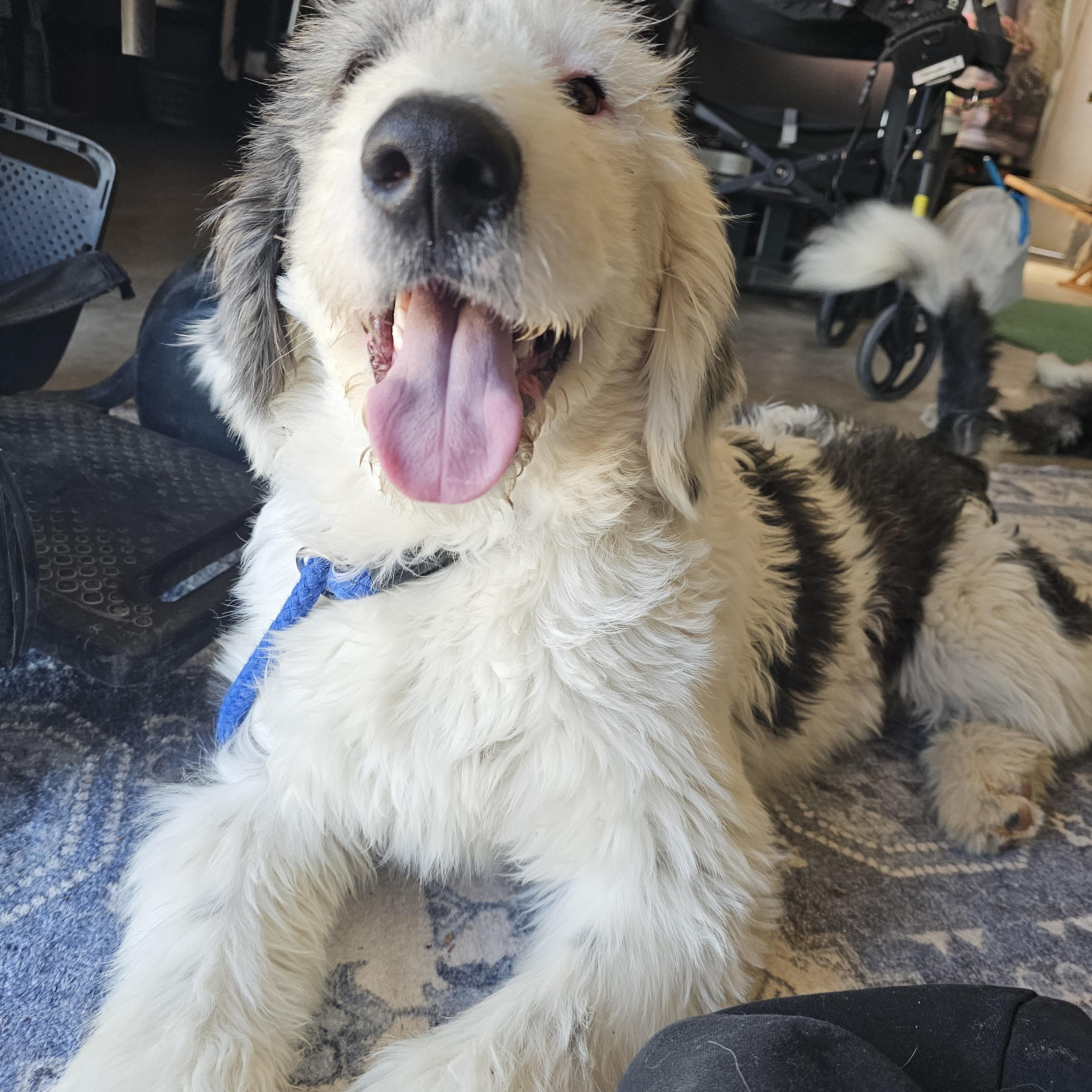 FINN, adopted, Young Male Sheepadoodle & Old English Sheepdog.