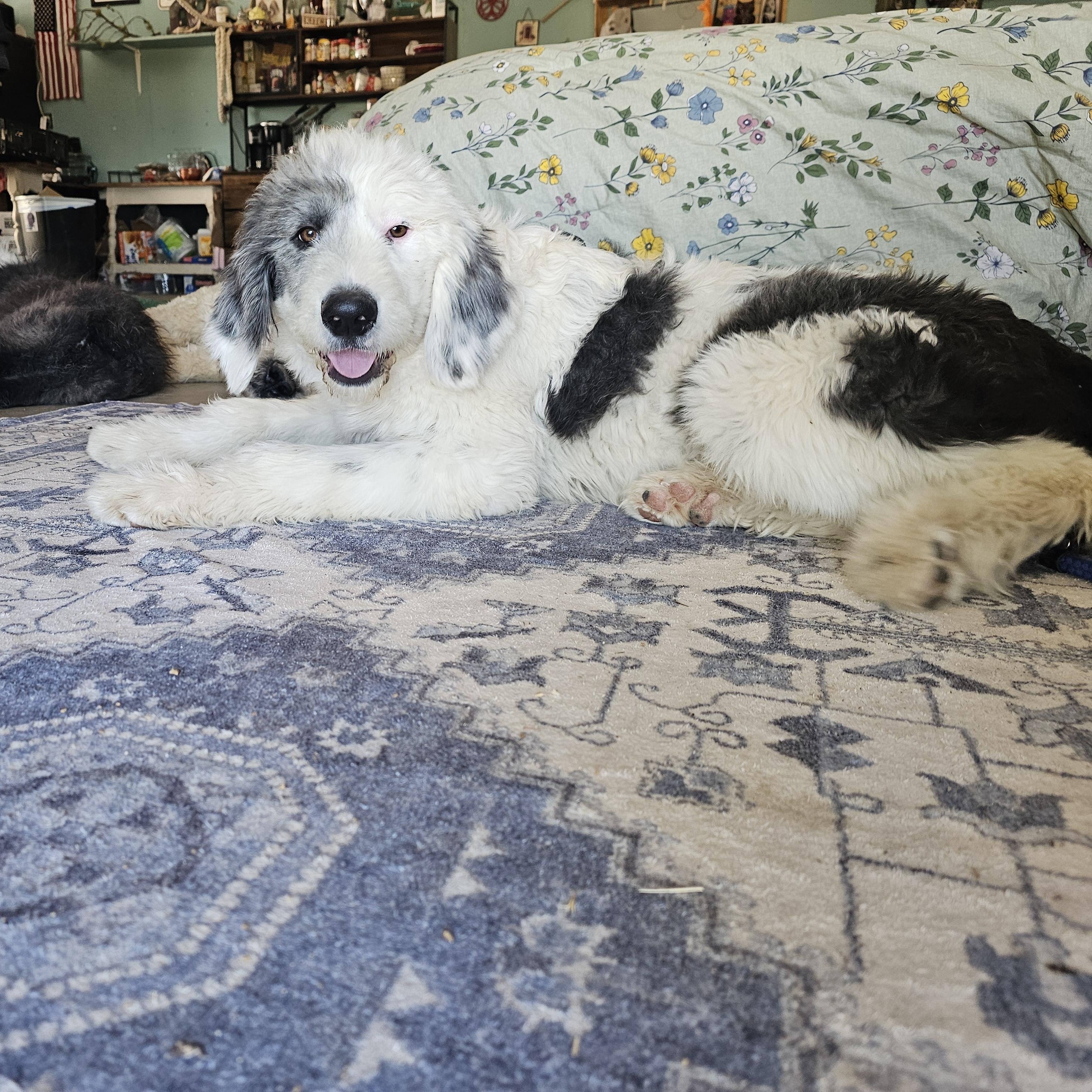 Enlarge FINN, an adopted mixed breed in Phelan, CA image 2/4