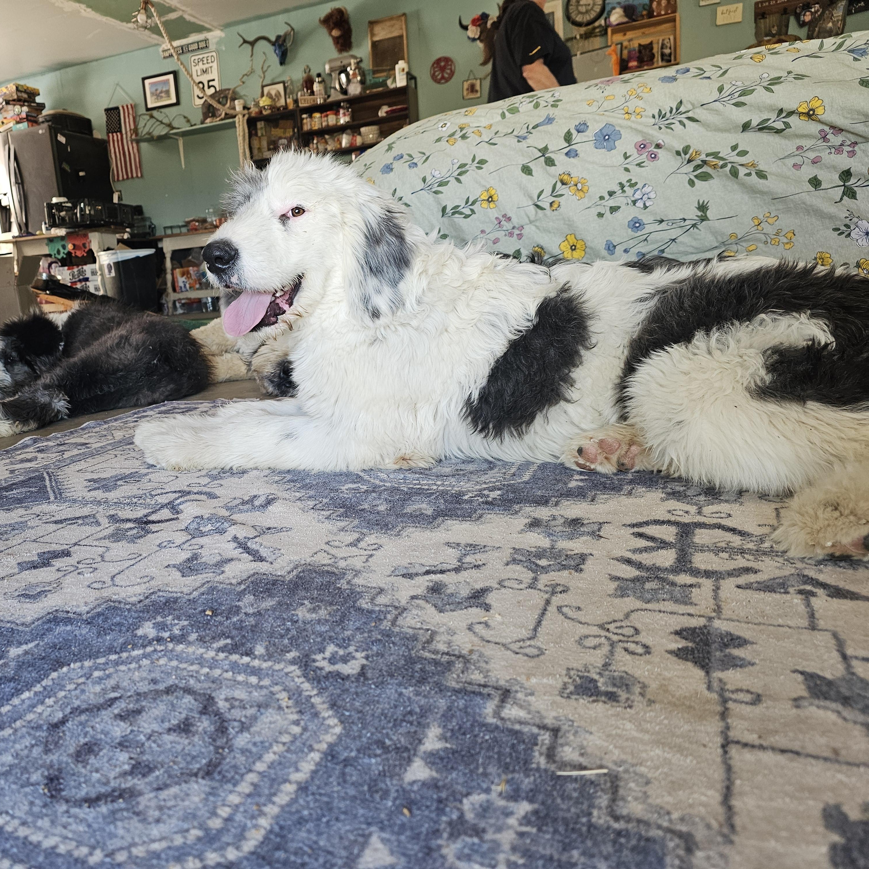 Enlarge FINN, an adopted mixed breed in Phelan, CA image 3/4