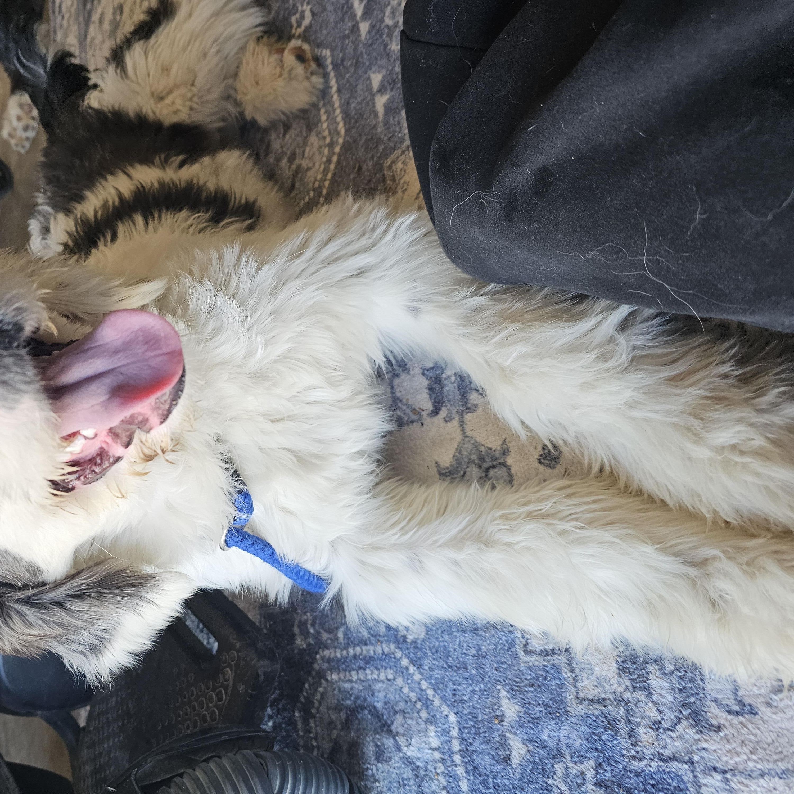 FINN, an adoptable Sheepadoodle, Old English Sheepdog in Phelan, CA, 92371 | Photo Image 3