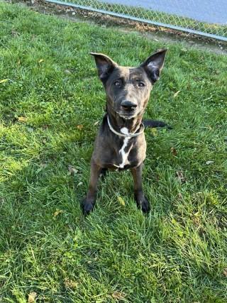Shade, Adoptable, Adult Female Shepherd.