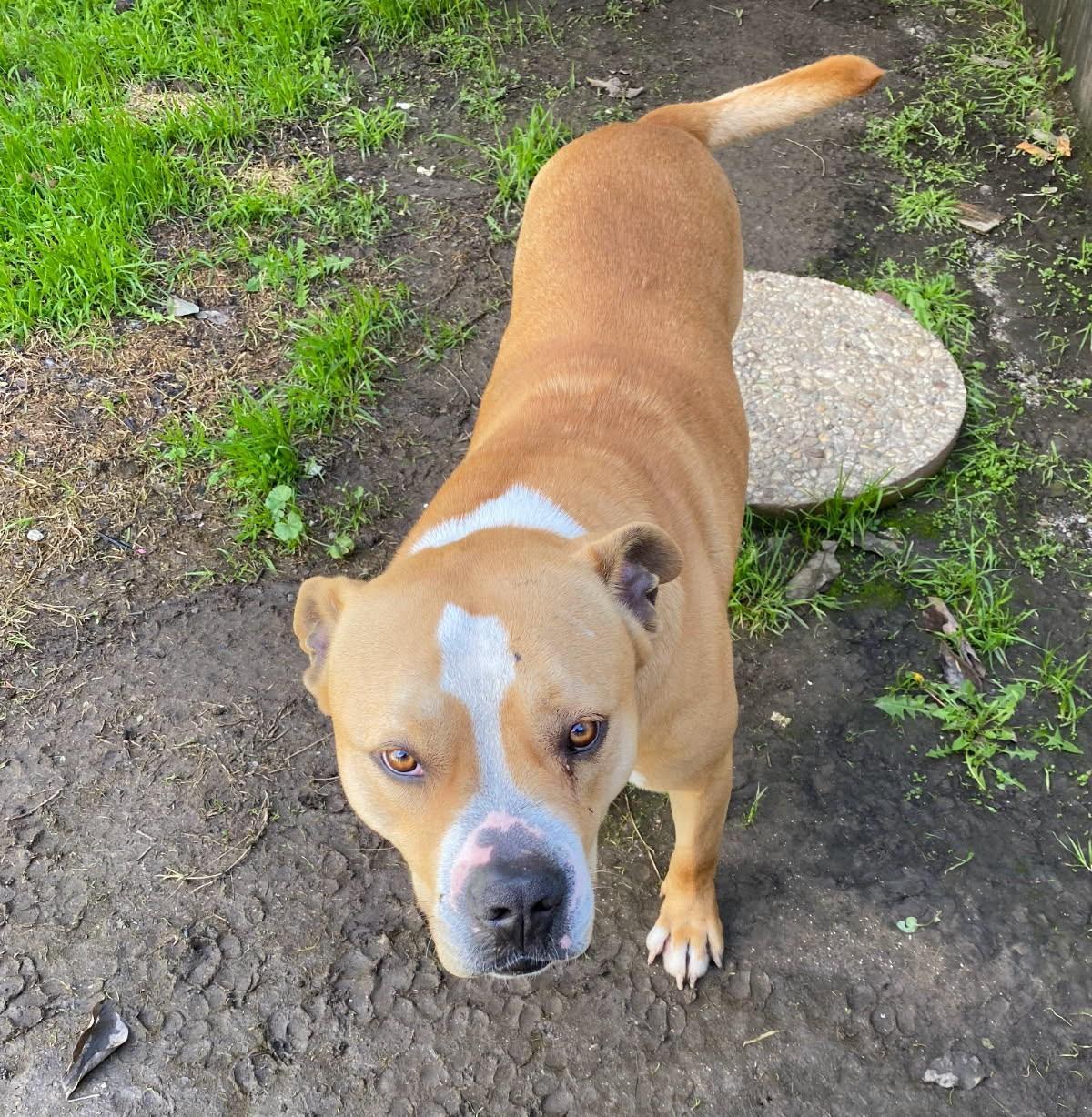 Tap, Adoptable, Adult Male Pit Bull Terrier.