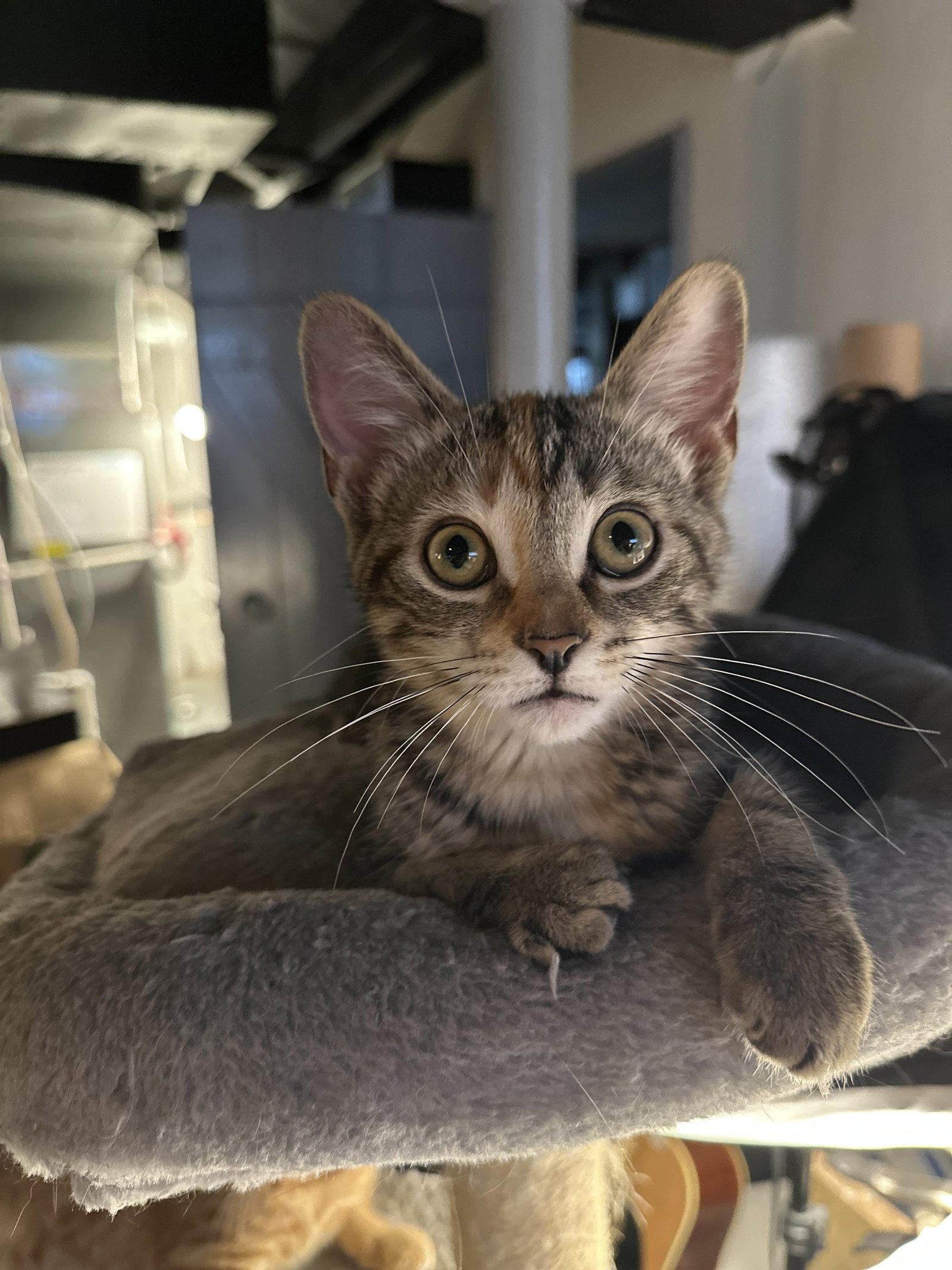 Enlarge Eclair, a Adopted mixed breed in Cincinnati, OH image 1/1