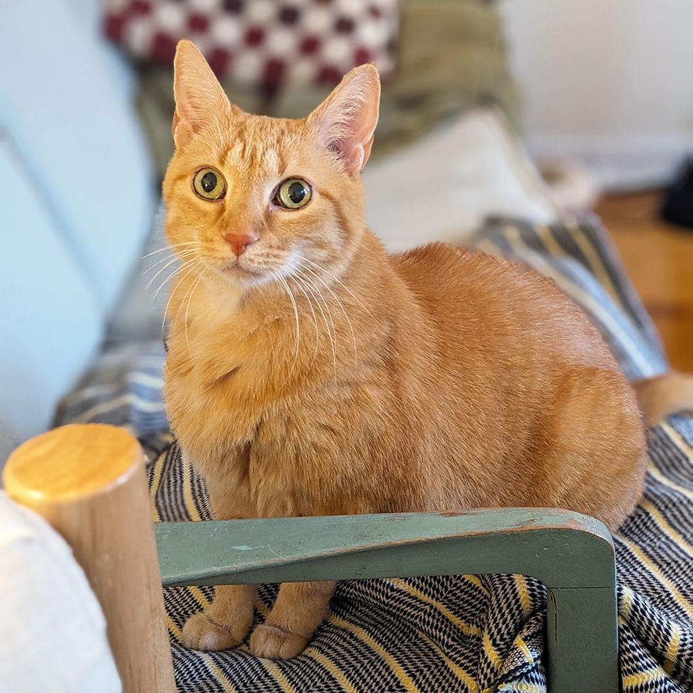 Missy, Adoptable, Senior Female Domestic Short Hair.