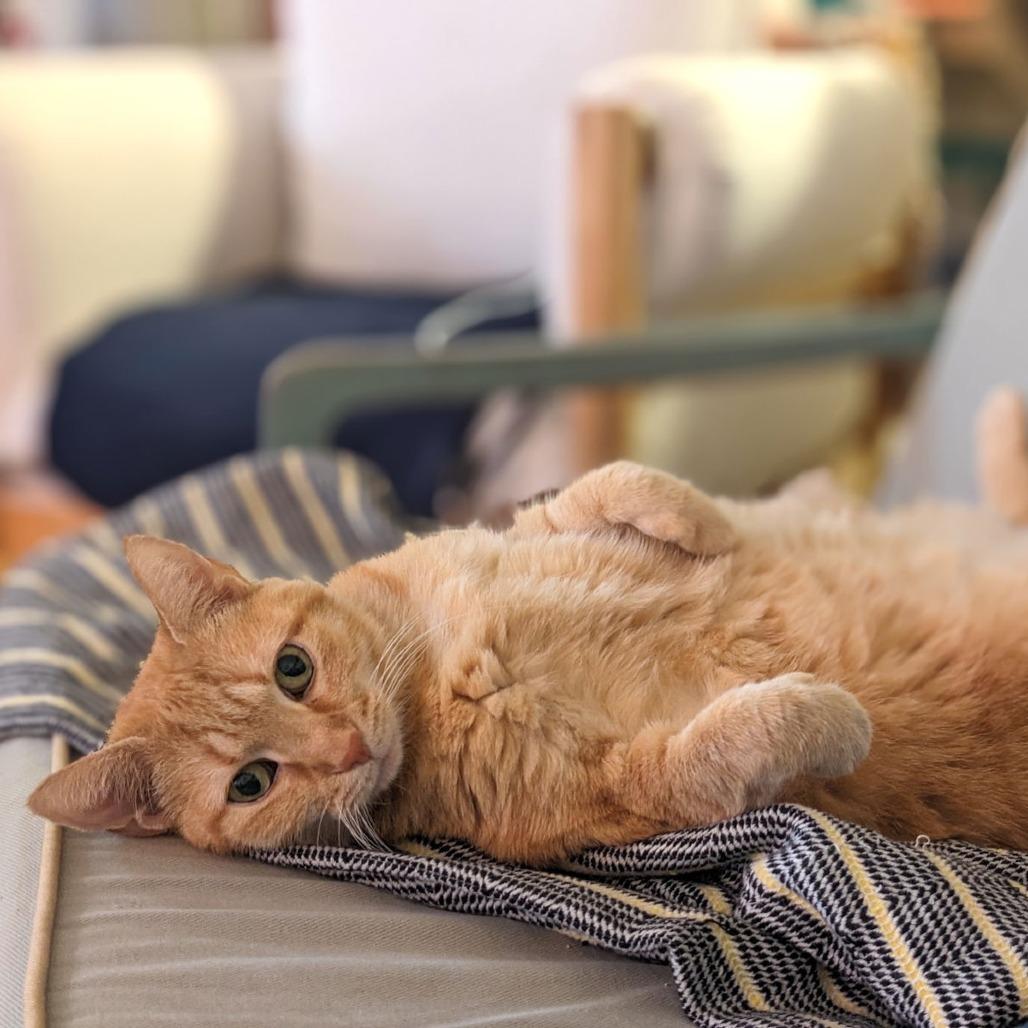 Enlarge Missy, a Adoptable Domestic Short Hair in Philadelphia, PA image 2/6