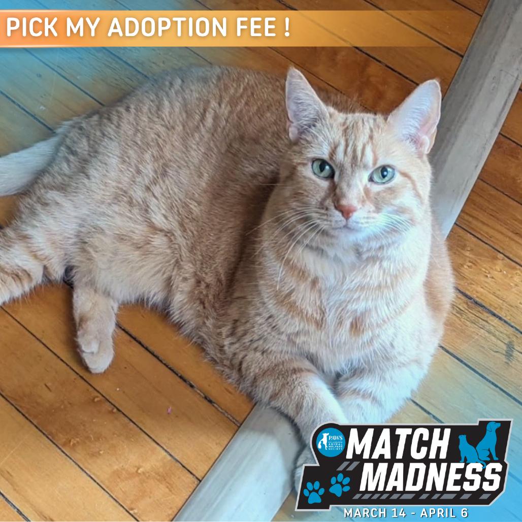 Enlarge Missy, a Adoptable Domestic Short Hair in Philadelphia, PA image 3/6