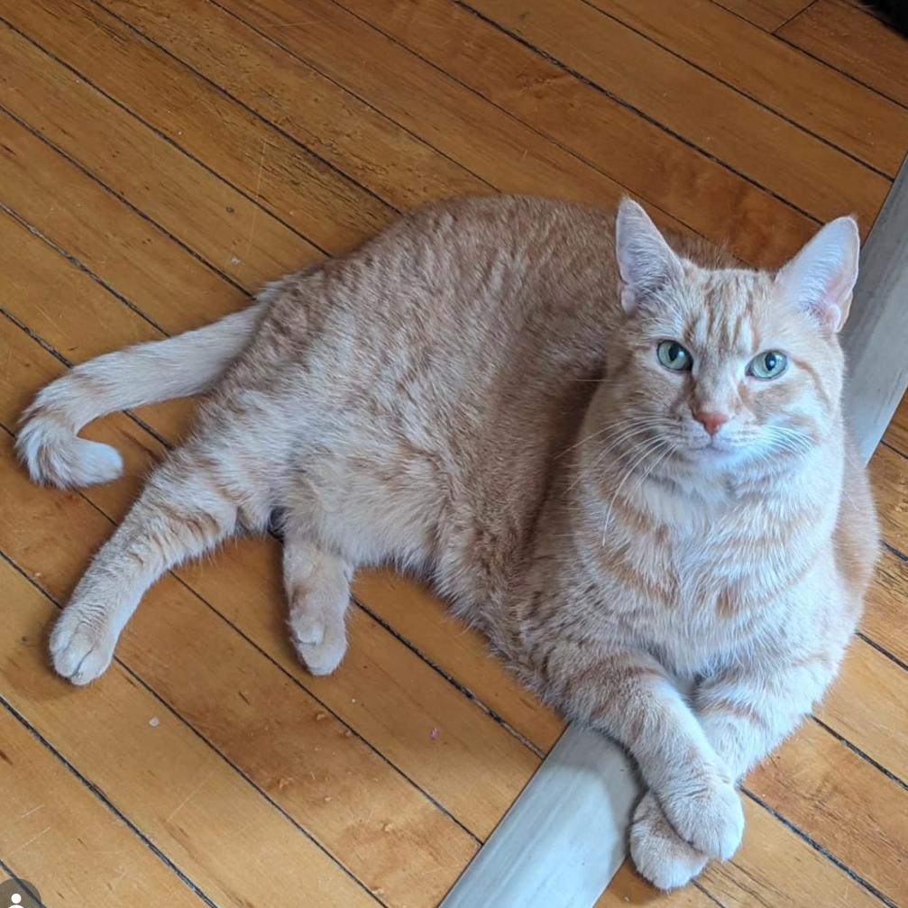 Enlarge Missy, a Adoptable Domestic Short Hair in Philadelphia, PA image 4/6