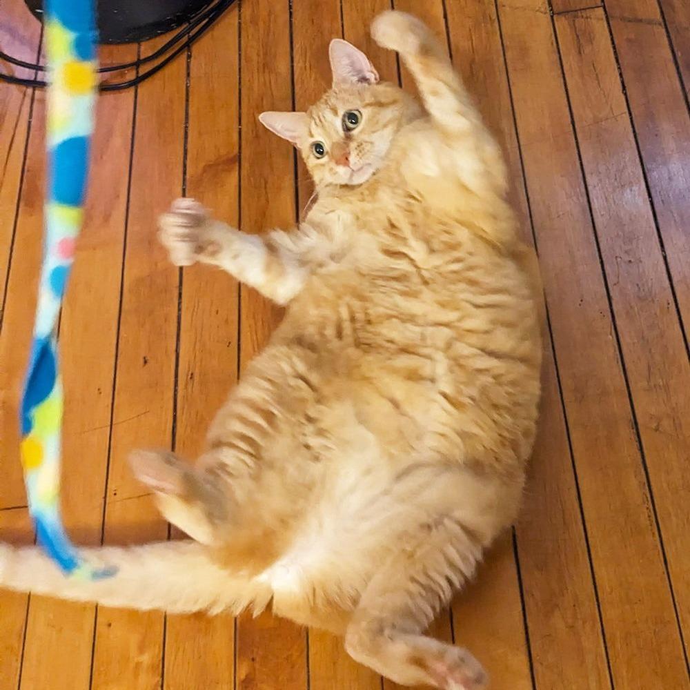 Enlarge Missy, a Adoptable Domestic Short Hair in Philadelphia, PA image 5/6