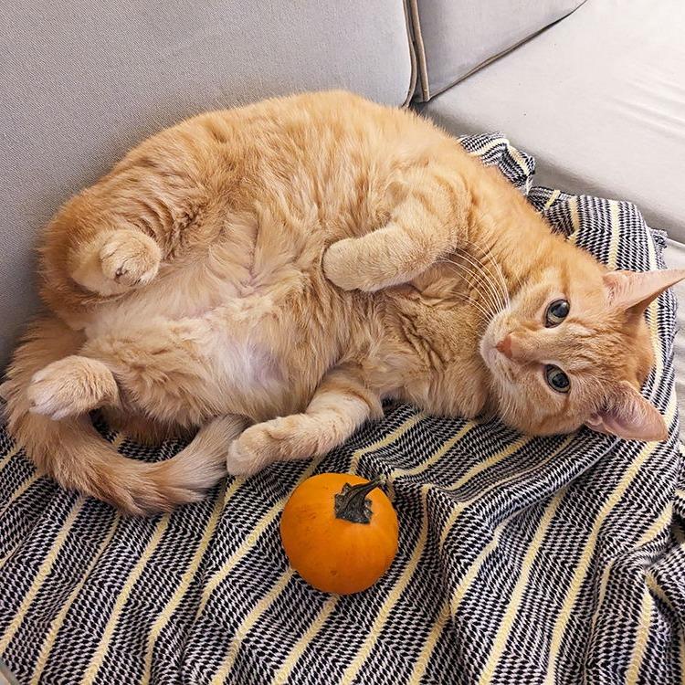 Enlarge Missy, a Adoptable Domestic Short Hair in Philadelphia, PA image 6/6