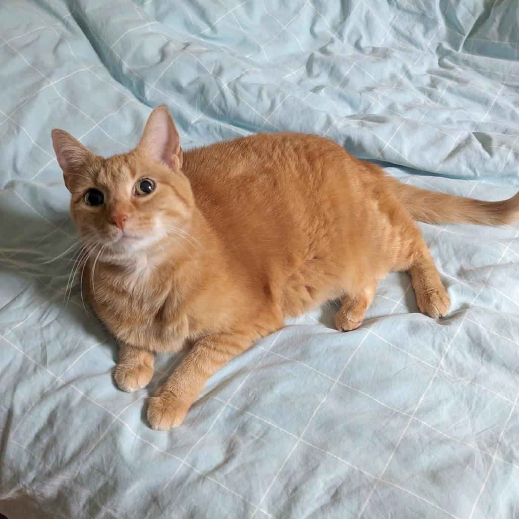 Enlarge Mimolette, a Adoptable Domestic Short Hair in Philadelphia, PA image 6/6