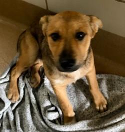 Enlarge Finn, a ADOPTABLE mixed breed in Murphy, TX image 1/1