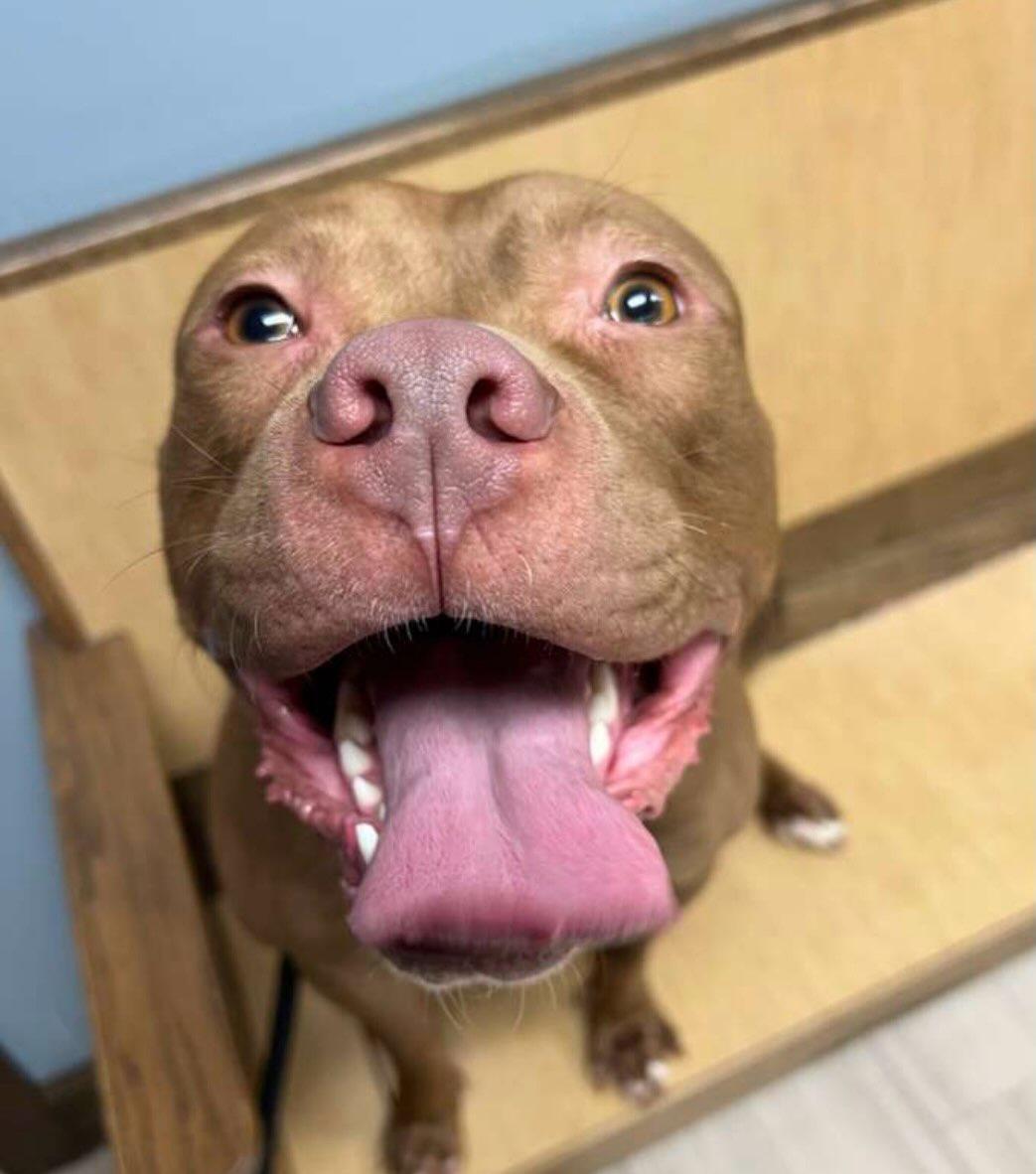 Enlarge Finn, a Adoptable mixed breed in Pembroke, MA image 3/5