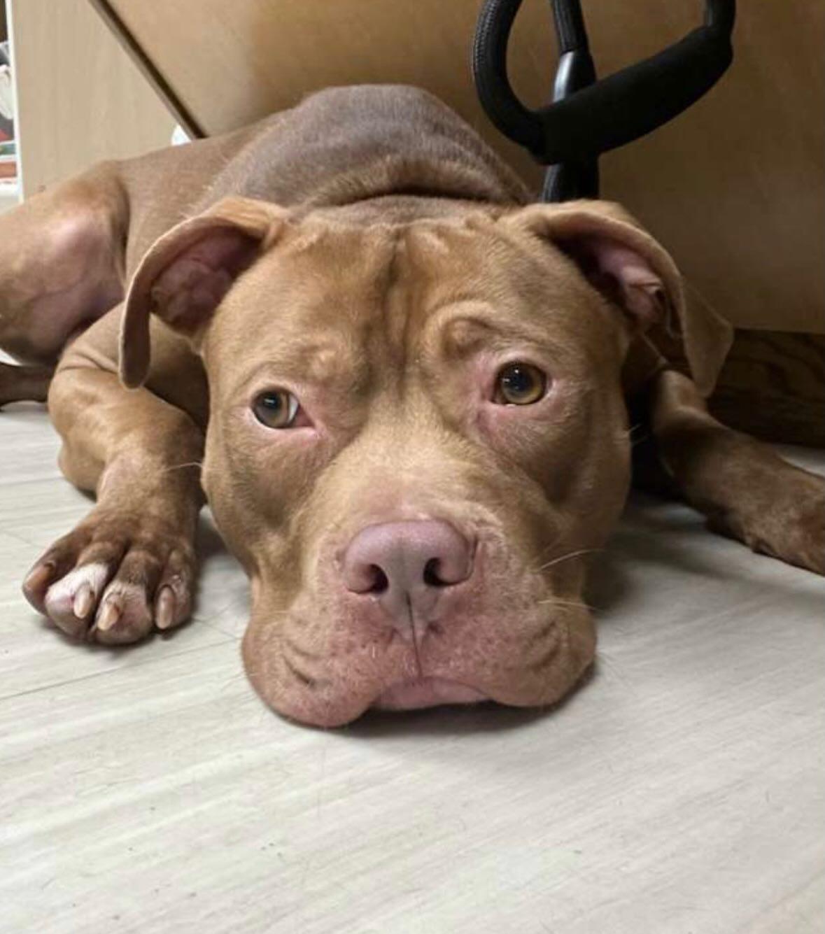 Enlarge Finn, a Adoptable mixed breed in Pembroke, MA image 2/5