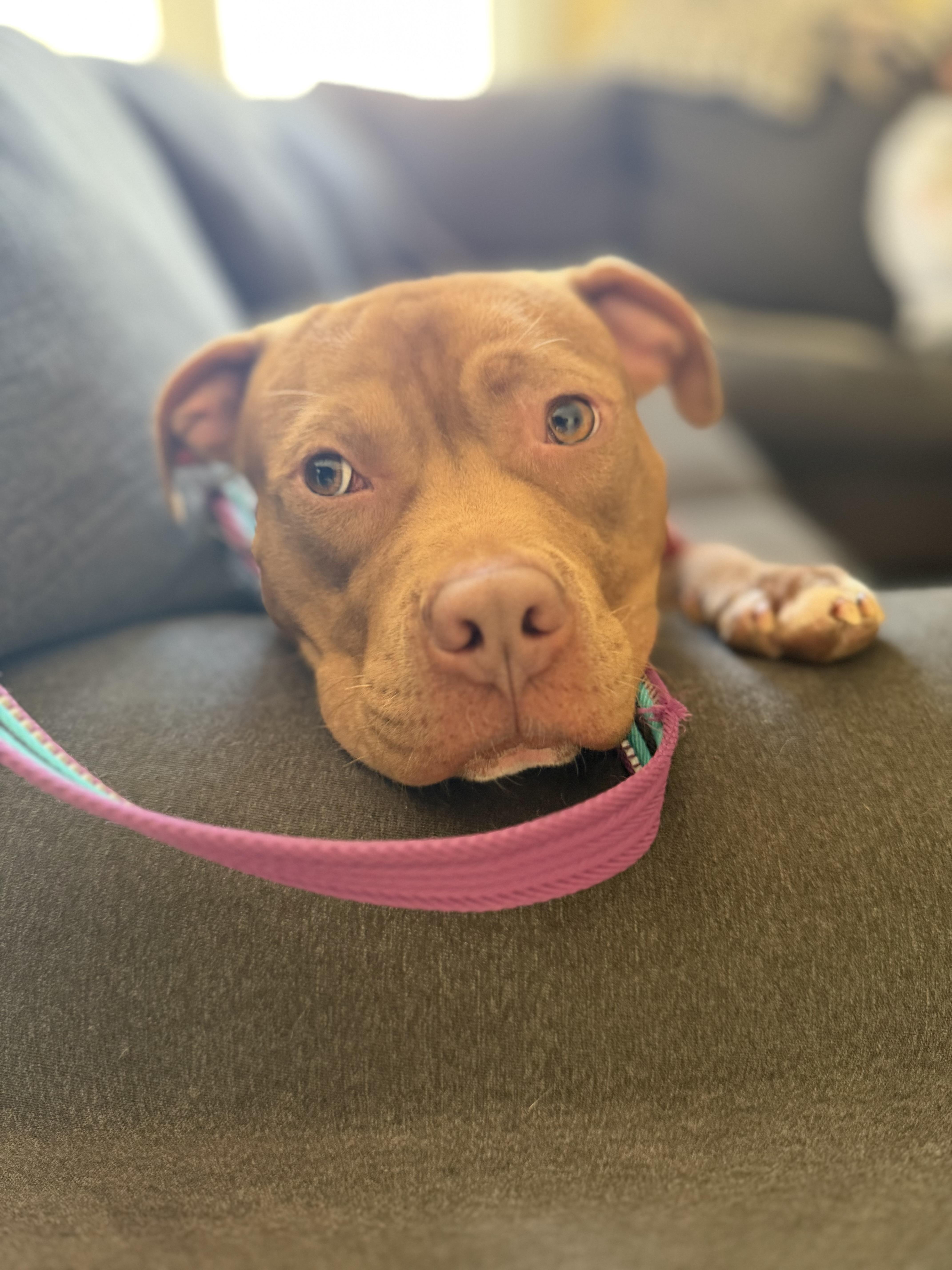 Finn, Adoptable, Young Male Pit Bull Terrier.
