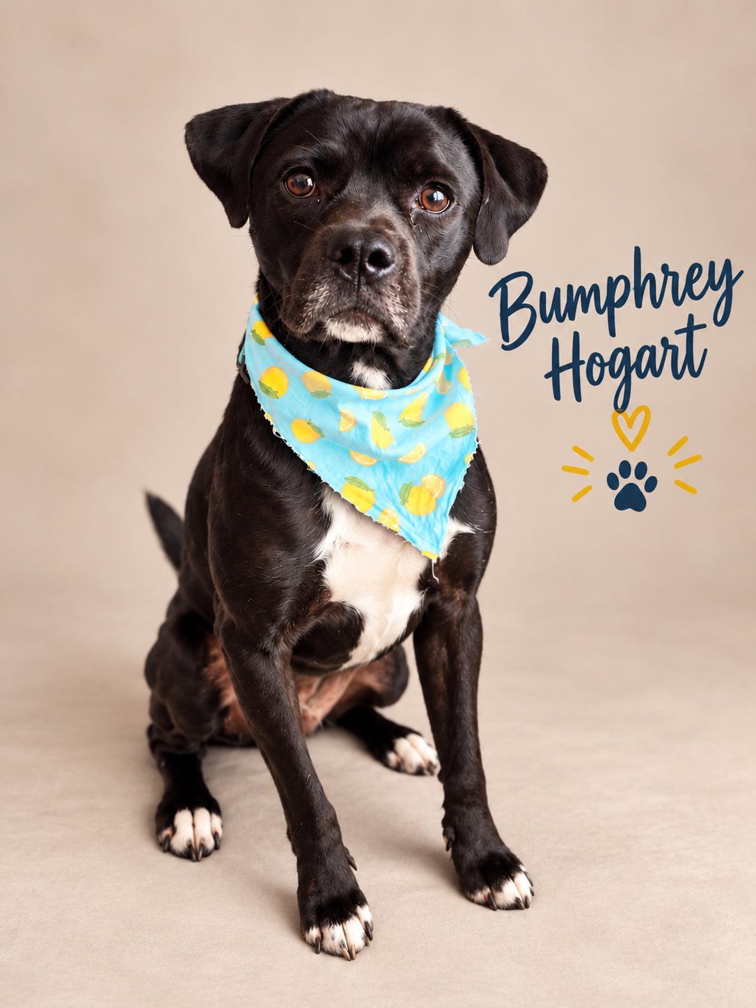Enlarge Bumphrey Hogart, a Adoptable mixed breed in Menifee, CA image 1/3