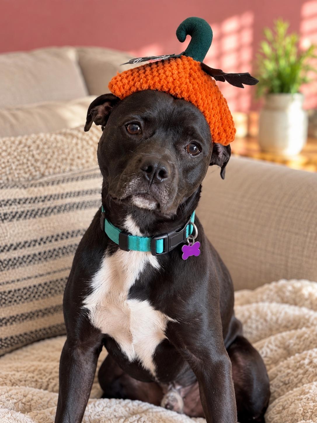 Enlarge Bumphrey Hogart, a Adoptable mixed breed in Menifee, CA image 3/3