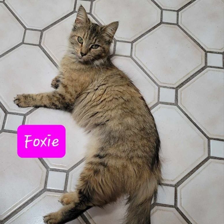 Enlarge Adopted - Foxie, a Adopted Domestic Medium Hair in Hamlin, NY image 2/3