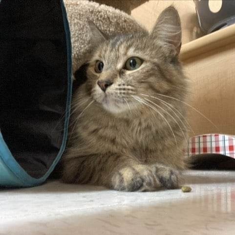 Enlarge Adopted - Foxie, a Adopted Domestic Medium Hair in Hamlin, NY image 3/3