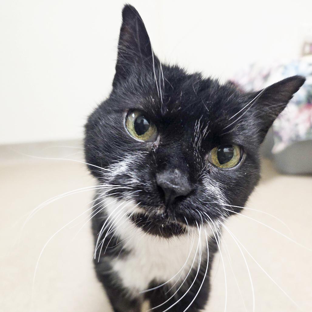 Albert - Super Sweet Guy!, ADOPTABLE, Senior Male Domestic Short Hair.