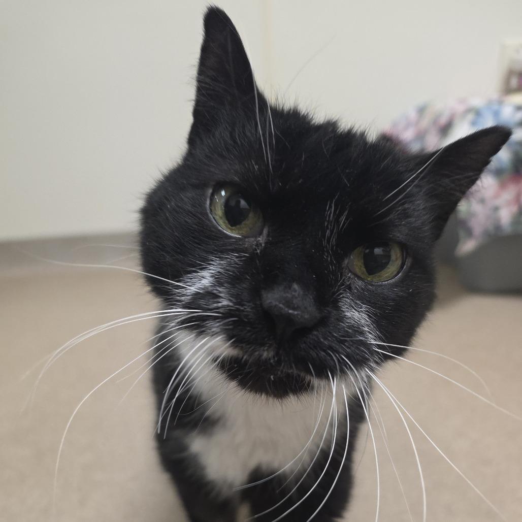 Enlarge Albert - Super Sweet Guy!, a ADOPTABLE Domestic Short Hair in Oshkosh, WI image 3/4