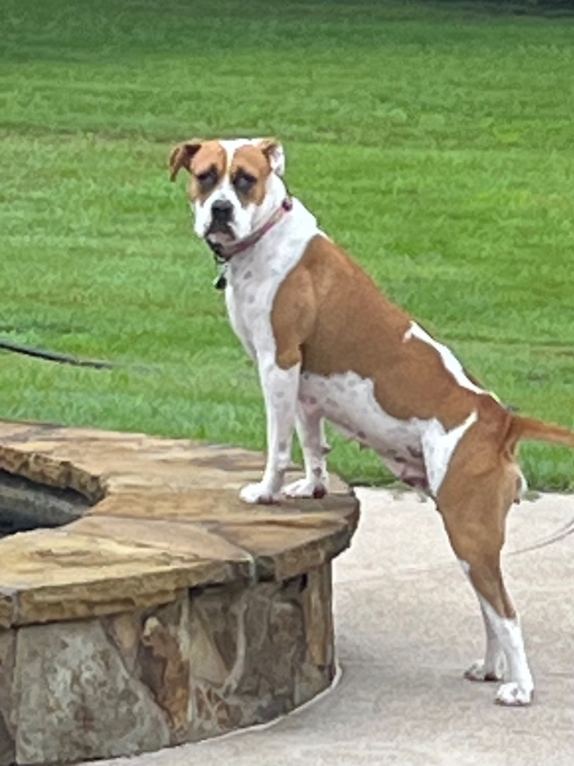 Enlarge Reisen, a Adoptable mixed breed in Seattle, WA image 2/6