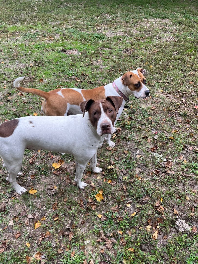 Enlarge Reisen, a Adoptable mixed breed in Seattle, WA image 3/6
