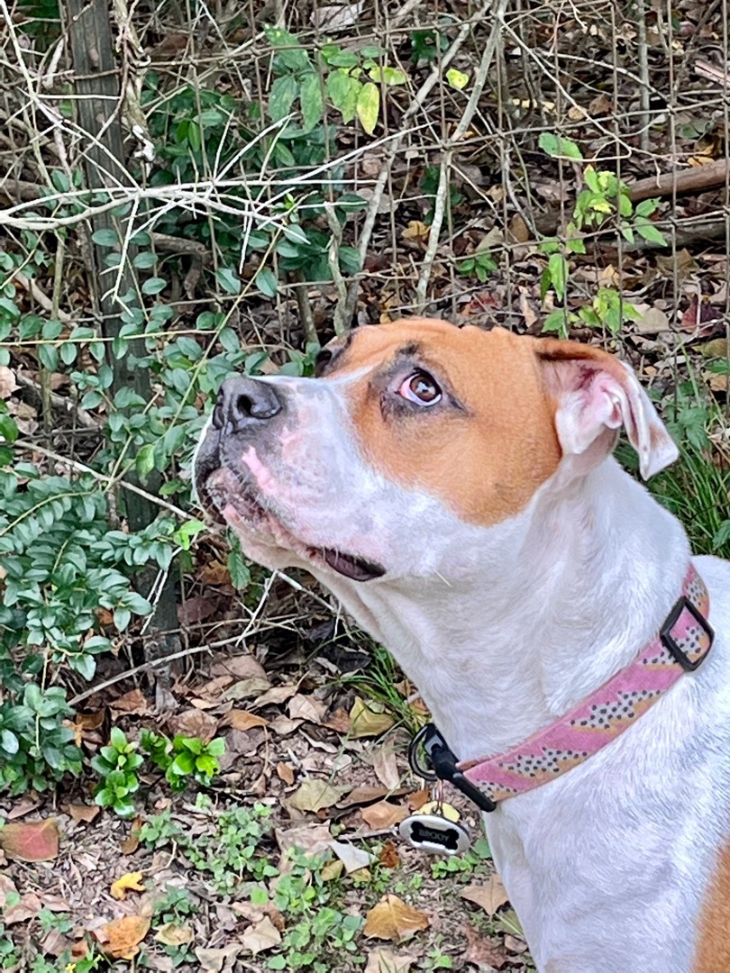 Enlarge Reisen, a Adoptable mixed breed in Seattle, WA image 4/6