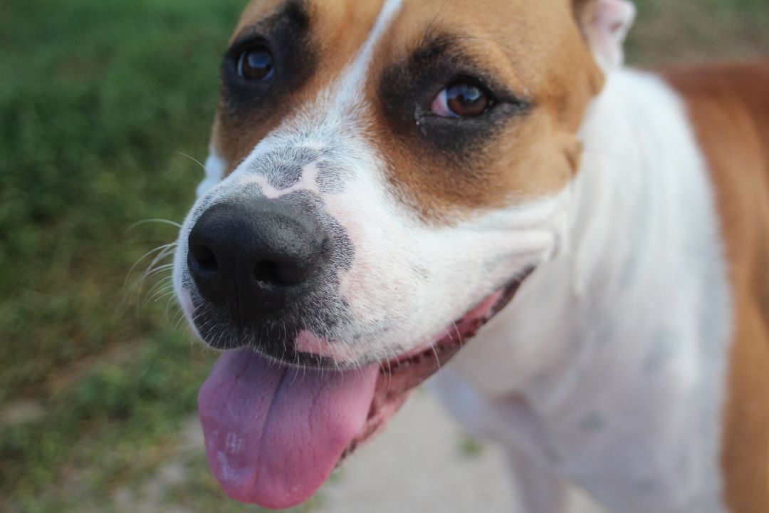 Enlarge Reisen, a Adoptable mixed breed in Seattle, WA image 5/6