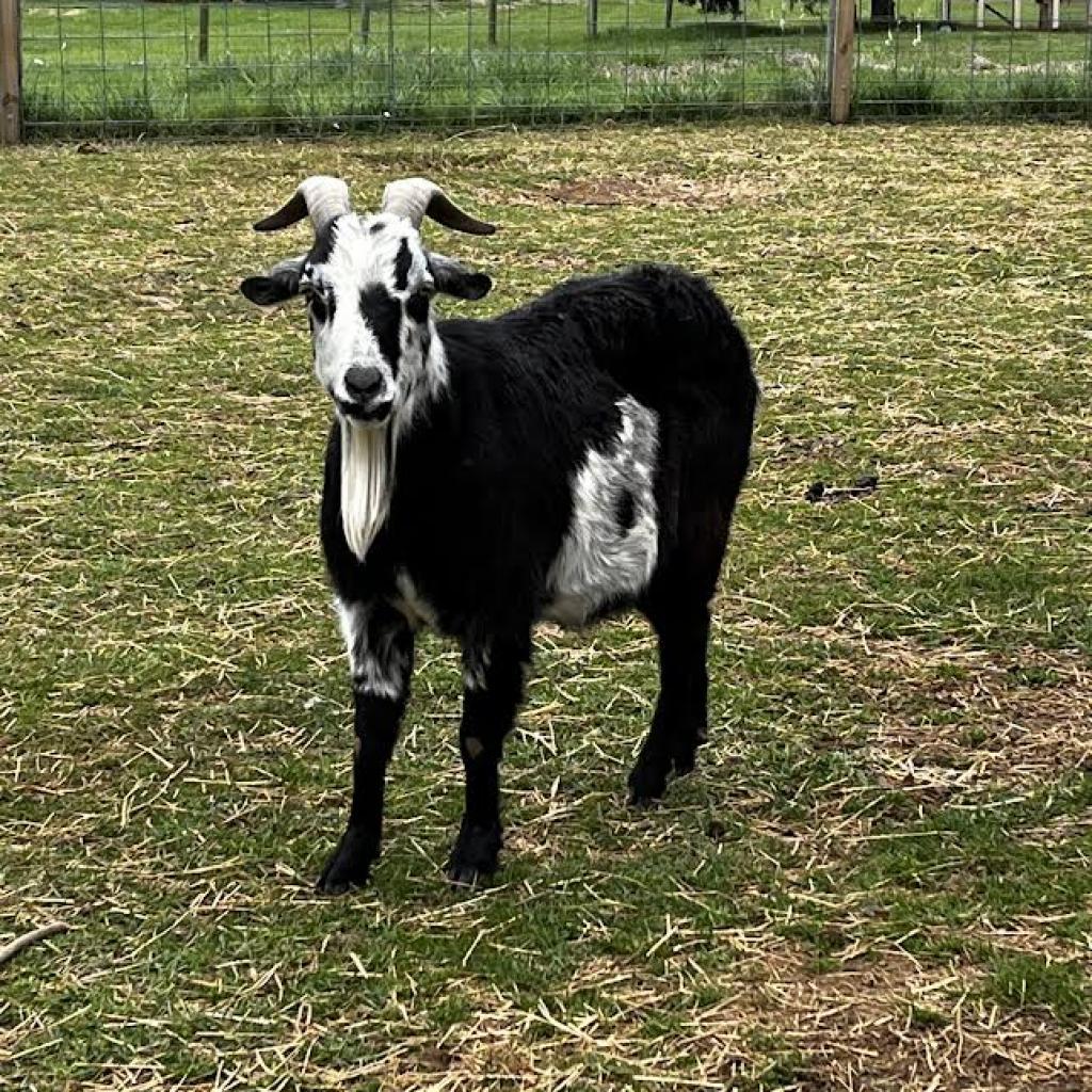 Enlarge Oreo, a Adoptable Myotonic / Fainting in Stokesdale, NC image 1/1