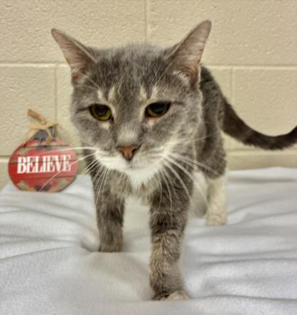 Enlarge SARABI, a Adoptable Domestic Short Hair in Hagerstown, MD image 1/1