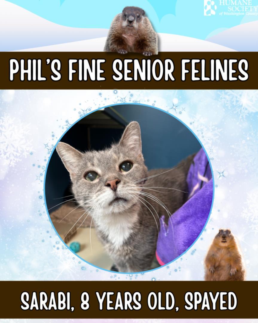 SARABI, Adoptable, Adult Female Domestic Short Hair.