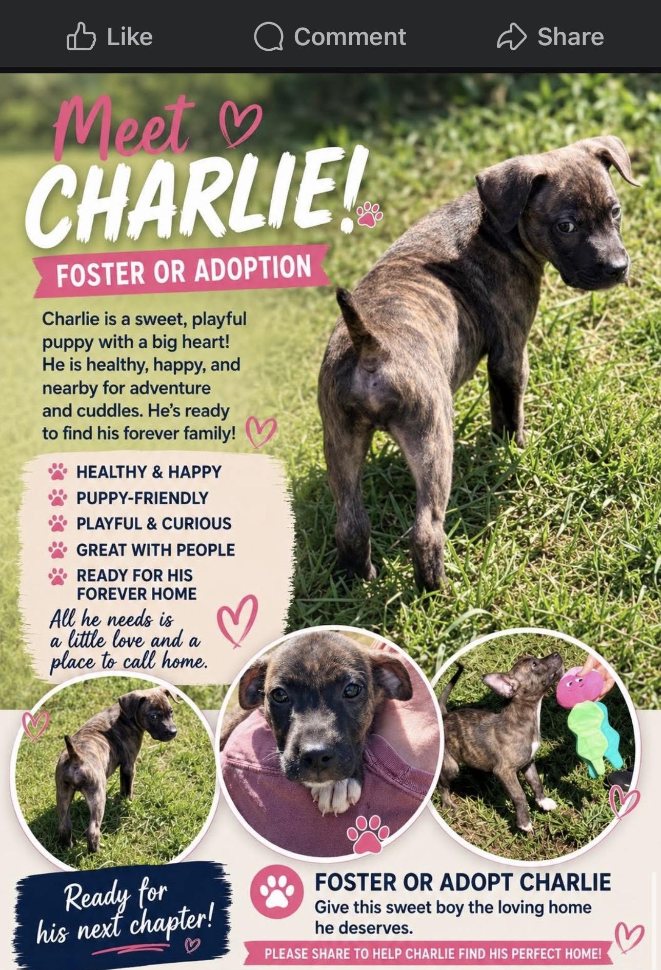 Enlarge CHARLIE, a Adoptable Mixed Breed in East Flat Rock, NC image 3/5