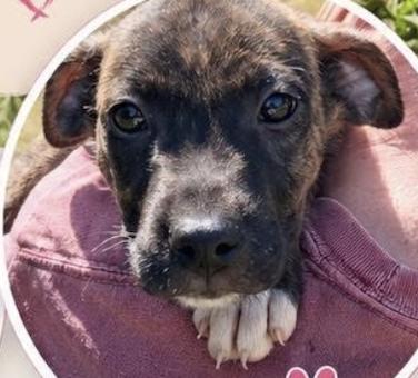 Enlarge CHARLIE, a Adoptable Mixed Breed in East Flat Rock, NC image 2/5