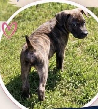 Enlarge CHARLIE, a Adoptable Mixed Breed in East Flat Rock, NC image 4/5