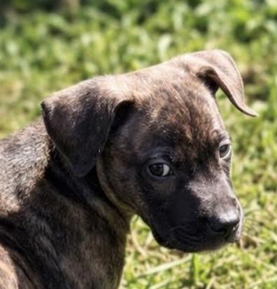 CHARLIE, Adoptable, Puppy Male Mixed Breed.