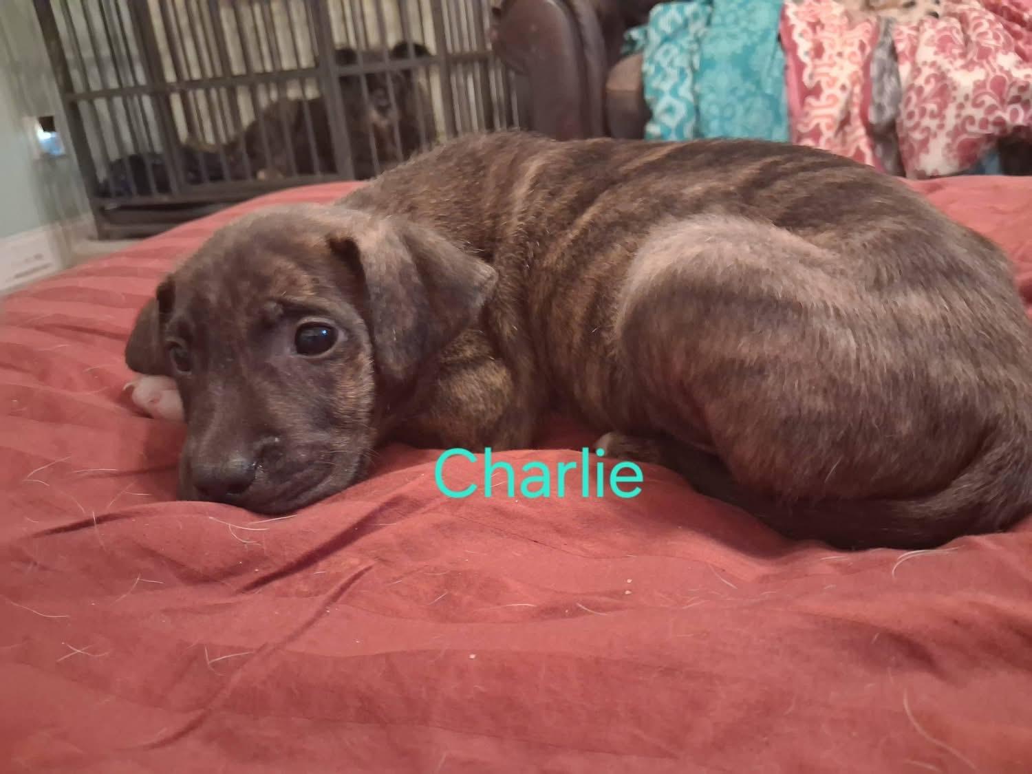 Enlarge CHARLIE, a Adoptable Mixed Breed in East Flat Rock, NC image 5/5