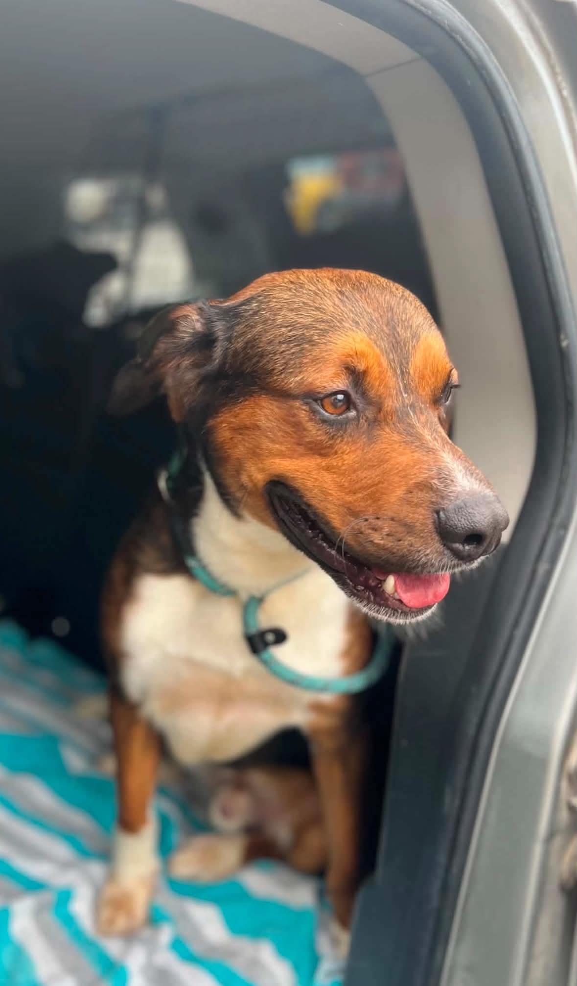 Enlarge Charlie, a Adopted mixed breed in Elk Grove Village, IL image 5/6